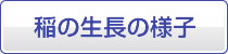 稲の生長の様子